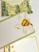 Daffodils ME Trio Kit